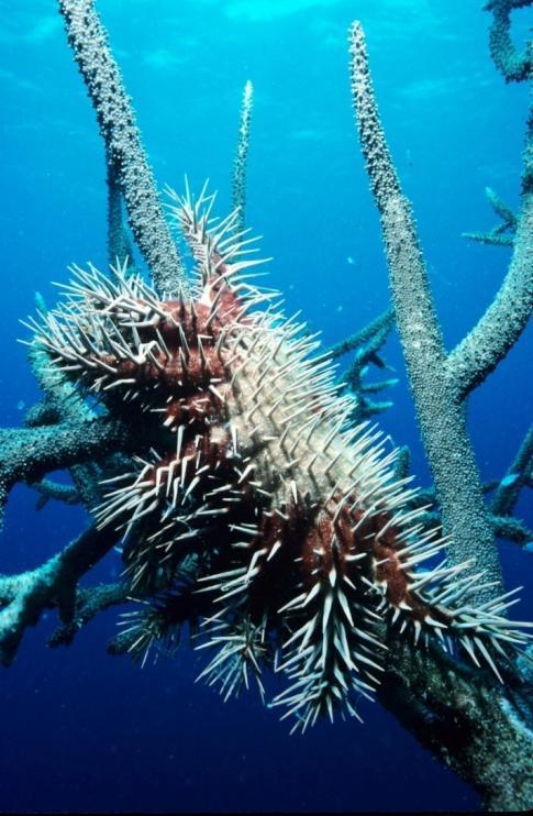 Managing crown-of-thorns starfish Native animal Eat