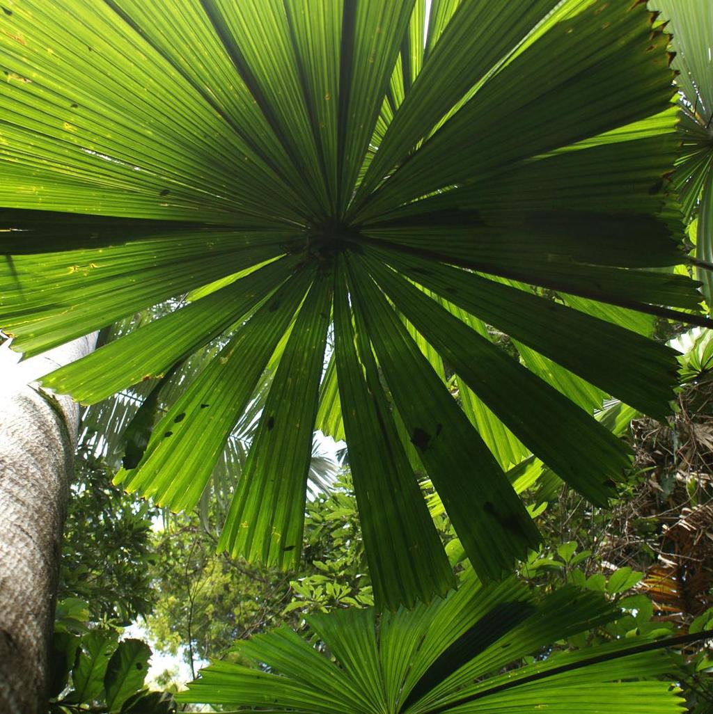 50% of Australia s remaining licuala fan palm