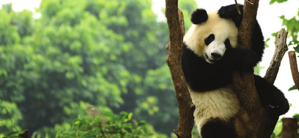 CHINA TRAFALGAR TRAFALGAR CHINA ITINERARY FRIDAY 07 APRIL This morning join your Local Specialist for a visit the Chengdu Research Base of Giant Panda Breeding; a non-profit research and breeding