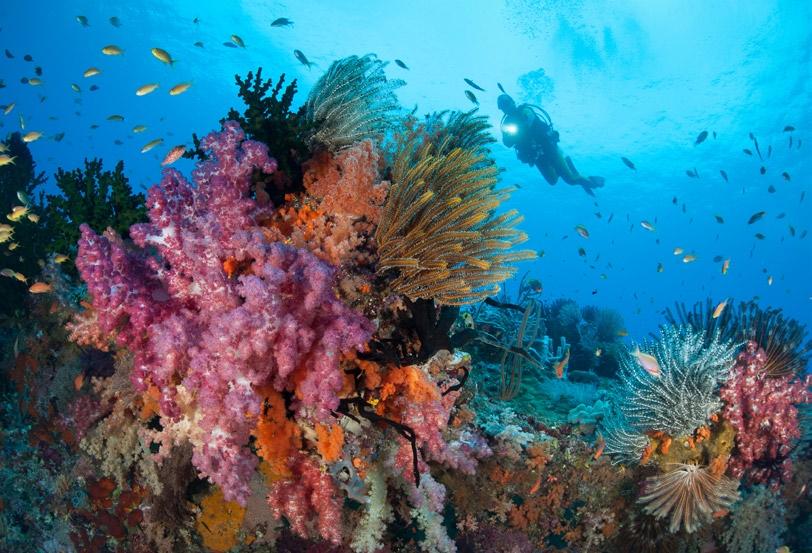 The spectacular colours of the south of Raja Ampat (left); Intense fish action at Mike s Point, one of the most spectacular dives in the Dampier Strait (below); Sweetlips school on the deep bommies