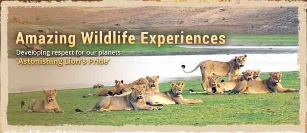 Gir National Park with Exotic Beaches of Diu 4 Night /