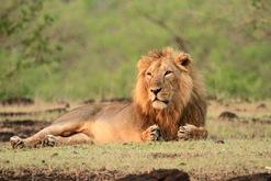Tour Discription Sasan Gir is amongst the most important wildlife sanctuaries of India, and tourist places in Gujarat and also Gir National Park is well known all over the world as the last habitat