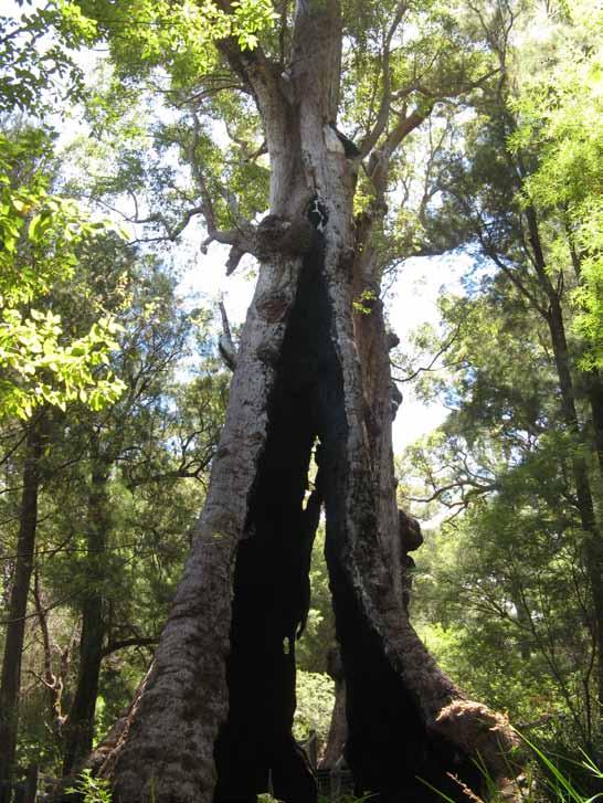 Giants Tree Top Walk, a majestic lightweight