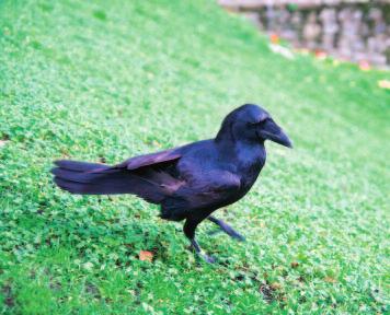 No one knows when the ravens came to the Tower of London, but an old legend says that if the ravens