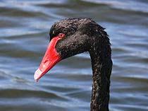Some Issues Black Swans The majority of data are reactive Accidents are difficult to predict Pilot behaviour is difficult to predict When