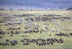 below. At other times he will ascend to 1000' or more to see the enormity and wonderful panorama of the Serengeti.