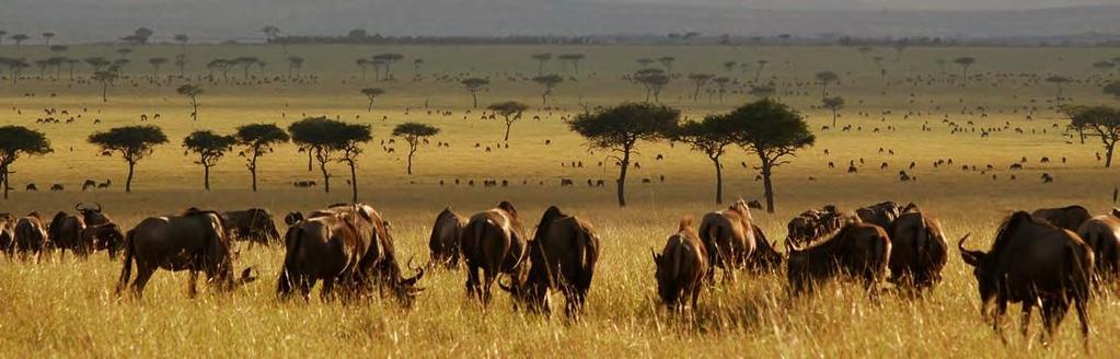 DAY 8 SERENGETI SOPA SERENGETI NATIONAL PARK Full day of wildlife viewing as scheduled with your guide.