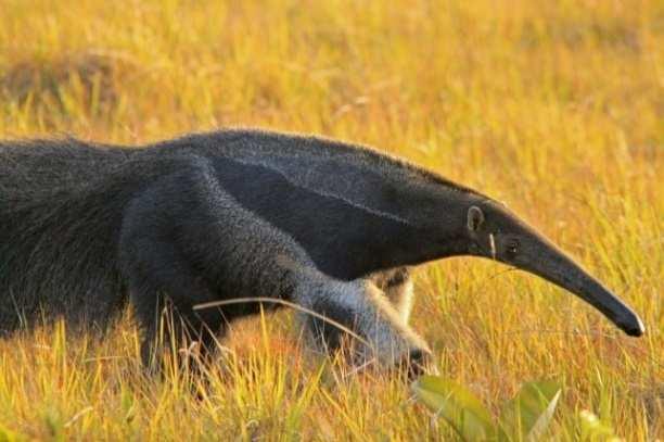 (7) / Day 10 (Mon) This morning make an early start to reach an area of rolling savannah, home to a population of giant anteaters.