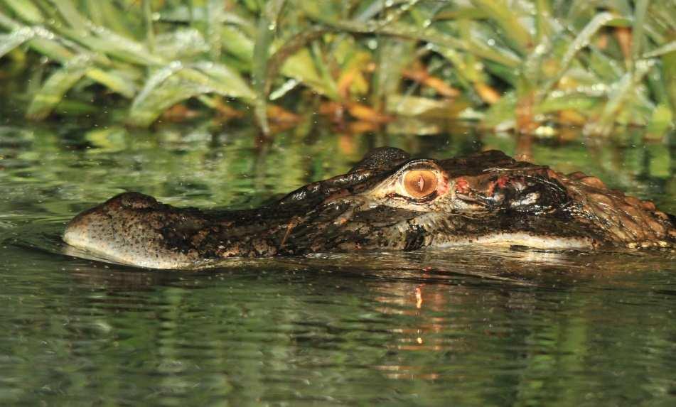 (8) / In the evening enjoy a nocturnal excursion on the Rupununi River, where you have the unique opportunity to support and participate in an ongoing study of the black caiman, the largest member of