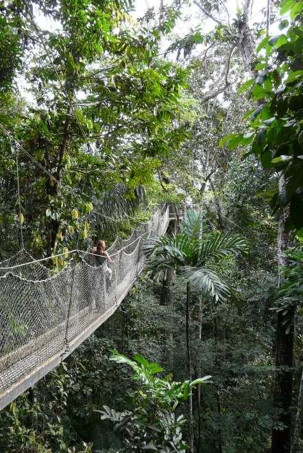 360m) the mountain offers a stunning vista over the rainforest canopy and the chance to see wildlife such as black spider, red howler and brown capuchin monkeys.