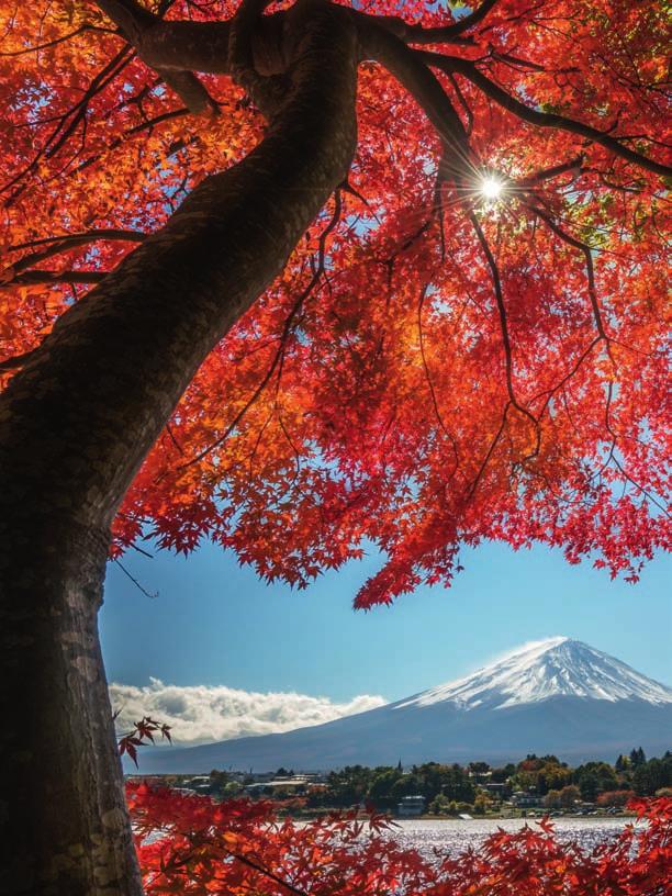 Mount Fuji 166 visit your local