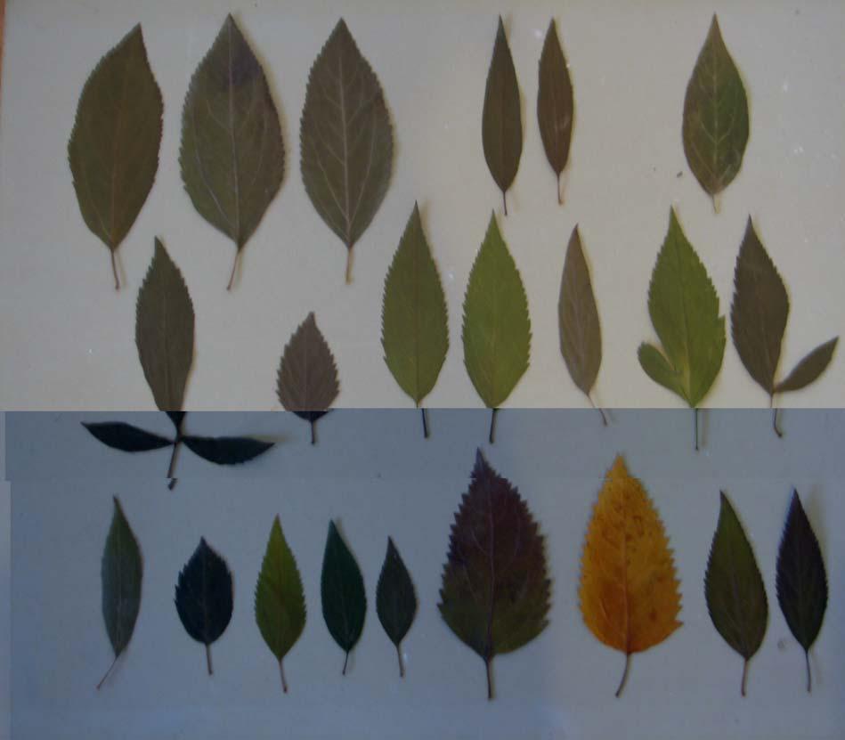 32 Slika 4: Variabilnost listov pri vrsti Forsythia intermedia Prikaz variabilnosti listov vrste Forsythia intermedia, ki so rasli na