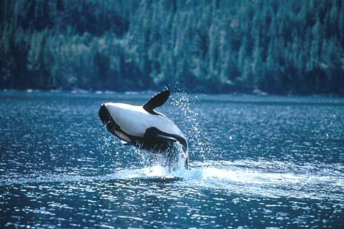 Orcinus orca u vodama Kanade (British Columbia) razlike u morfologiji, ekologiji, ponašanju i genetici "Resident" ekotip Oko