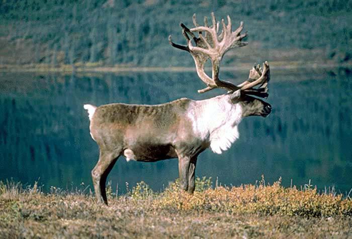 Woodland caribou (Rangifer tarandus caribou) razlike u