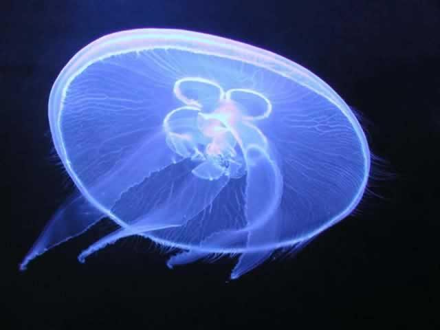 Temperaturna kompenzacija kod meduze
