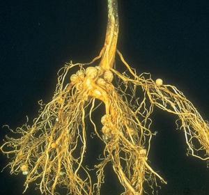 Broj podzemnih azotofiksirajućih nodula na korenju leguminoza je kontrolisan fotoperiodom.