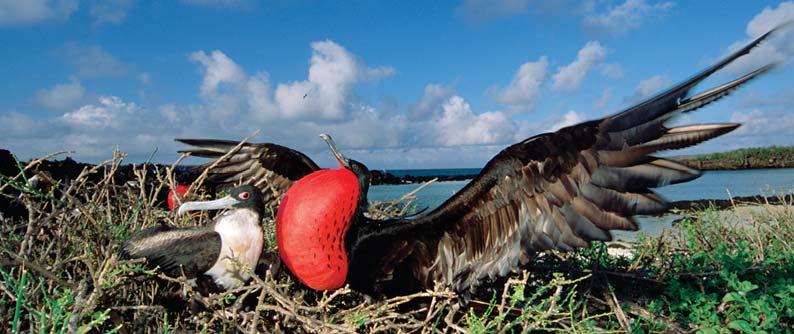 One of the many different species of birds living on the Galápagos Islands, watch for the magnificent frigatebird doing its unique mating dance.