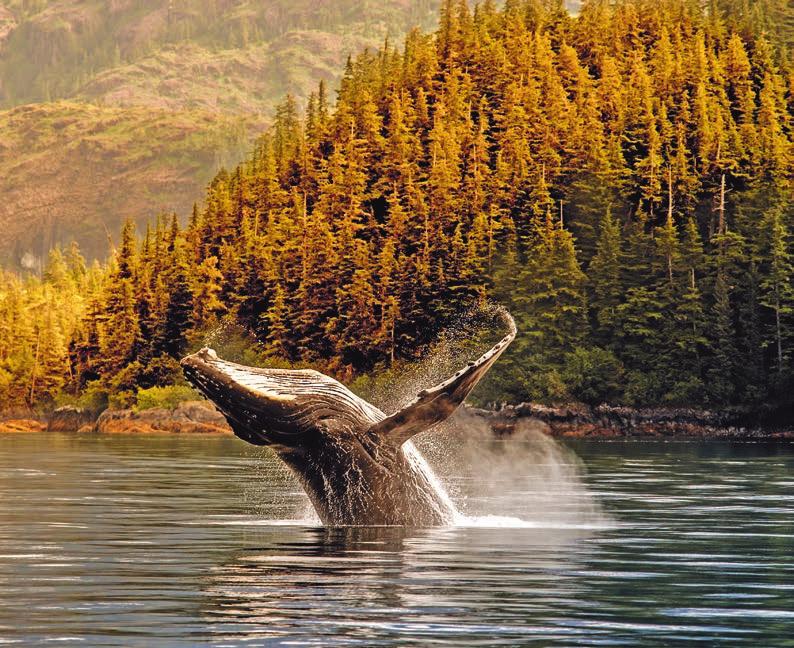 Alaska reveals a land with a rugged but undeniable charm, one that has not yet relinquished all of its mysteries.