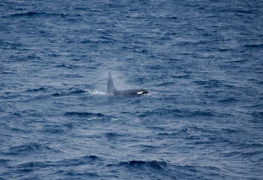 HIFR. Killer whale seen near