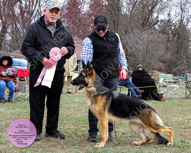 German Shepherd Dogs, Futurity (Junior) Bitches 6 _1_ BEACON HILL'S EVIL WOMAN OF CHARMBROOK DN50811801.9/1/2017 Breeder: Sharliene Bowers/Mike Moran.