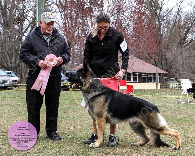 German Shepherd Dogs, Maturity (Senior) Dogs 45 _A_ CH CHERPA'S EX BOX DN44440605.11/25/2015 Breeder: Celeste Draper/Pat Draper/Mike Sherman.