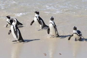 The Cape Peninsula tour is a favorite option for enjoying Cape Town s breathtaking scenery and watching the adorable penguins at Boulders Beach.