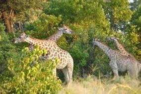 The Serengeti offers some of the most entertaining game-viewing in Africa: great herds of buffalo, smaller groups of elephant and giraffe, and thousands upon thousands of eland, topi, impala and