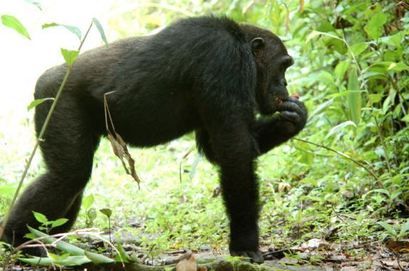 The chimps can be loud, energetic, and dynamic making viewing extremely
