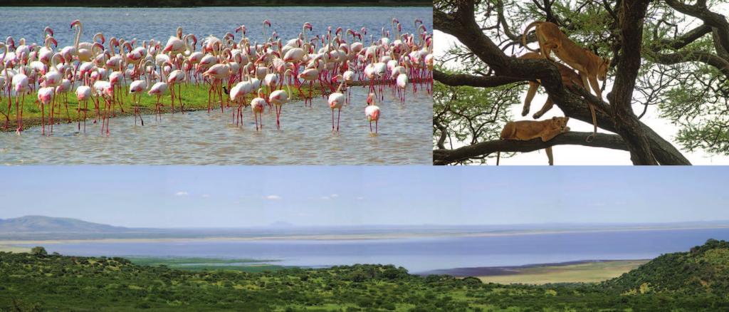 Lake Manyara is a scenic gem, with a setting extolled by Ernest Hemingway as "the loveliest one had seen in Africa".
