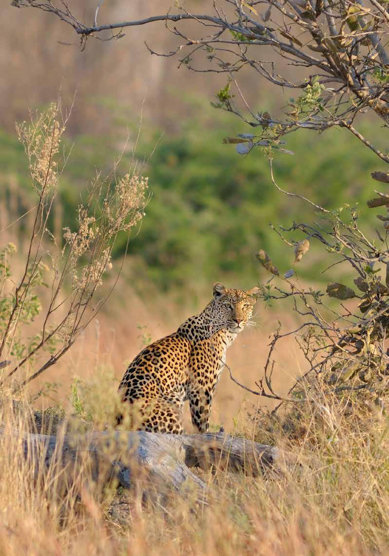 EXTRA DEPARTURES DATES RELEASED DUE TO POPULAR DEMAND ULTIMATE BOTSWANA A luxury escorted safari of Botswana & two nights
