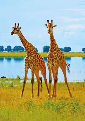 (L, D) Days 3 & 4 Moremi Game Reserve. Situated in the east of the Okavango Delta, Moremi Game Reserve ranks as one of the most beautiful reserves in Africa.