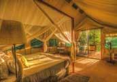 For an authentic and personal safari experience, Camp Moremi accommodates just 22 guests in East African-style individual safari tents, each situated on a raised teak platform