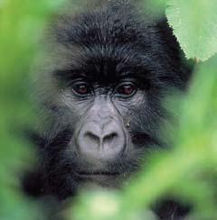 Mountain Gorilla Trek Uganda & Rwanda The equatorial rainforests of Uganda and Rwanda are the last sanctuary for the mountain gorilla.