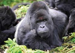 Some of the gorilla families have been selected for limited numbers of visitors to approach and photograph at amazingly close range.