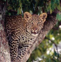 South Africa Safari Sojourns Kruger National Park is the largest wildlife sanctuary in South Africa.