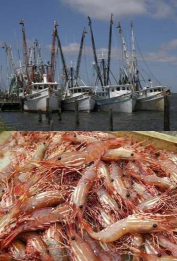 Fishisng Louisiana catch second only to Alaska in US Shrimp
