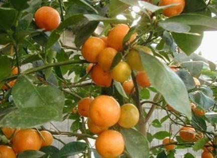 Citrus Florida, more than 75% of national output Also in Rio