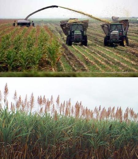 Sugar Important historically Sugar plantations in Louisiana Current growth South Central and