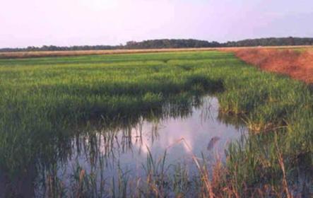 Crops & other Livestock Rice Used to extremely important in