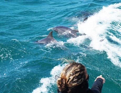 Day 5 Dolphin Cruise We take an amazing dolphin watching cruise and get up close to wild bottlenose dolphins. There s also a chance to see turtles and whales.