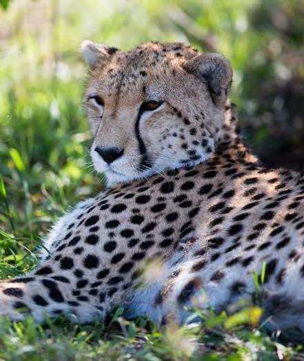 Sita is just one of the cheetahs who live on the Serengeti savannahs. You ll have the opportunity to view many.