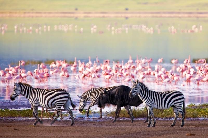 Manyara National Park This gem of a National Park is nestled at the foot of the Great Rift Valley.