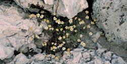of April 1942. It is a small annual plant, similar to chamomile.