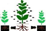 razvojem biljaka Biološka napetost pojam za smanjene ili promjenjene biološke funkcije: 1. Elastična biološka napetost (ne izaziva trajne posljedice) 2.