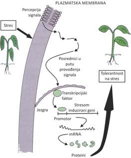 Reakcija biljaka na uvjete okoliša događa se na svim razinama njene organizacije Stanični odgovor na stres uključuje promjene u membranskim sustavima, modifikacije stanične stjenke te promjene u
