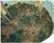 poplavljeno tlo Stvaranje adventivnog korijenja tikvice + bez simptoma