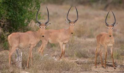 Expanding the Umbrella of Nrt to NorthEastern Kenya How the NRT Model of Working with Communities Gives Africa s Most Endangered Antelope a New Chance The Ishaqbini Hirola Community Conservancy is a