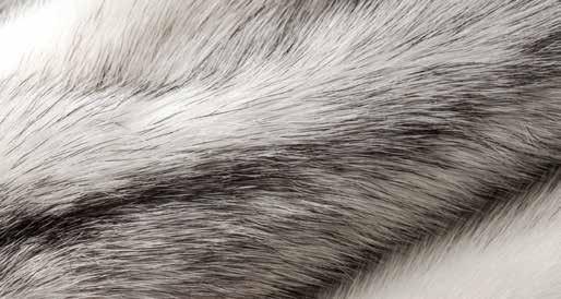 The Genuine Mackenzie Valley Furs brand of wild fur is harvested and prepared by Aboriginal people from the Northwest Territories.