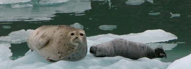 uring seal pupping, vessels should restrict travel to the southwestern half of the arm within 580 yds (apx. 0.