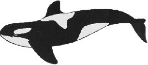 W W W ORCA SPOUTS Orca Lodge #194 Redwood Empire Council Boy Scouts of America Volume 11 Winter 2004 Issue 1 FELLOWSHIP!